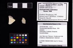 Foto (Objekt + Etikett) von Goniodromites bidentatus (Reuss, 1859)  (NHMW-GEO-2014-0194-1009)